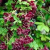Photo de Akebia Quinata "Red".